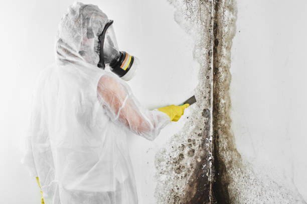 Best Mold Damage Repair  in Scotts Hill, TN