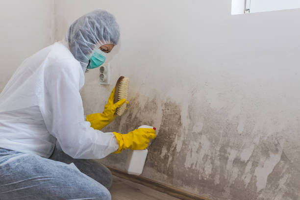 Best Certified Mold Removal  in Scotts Hill, TN