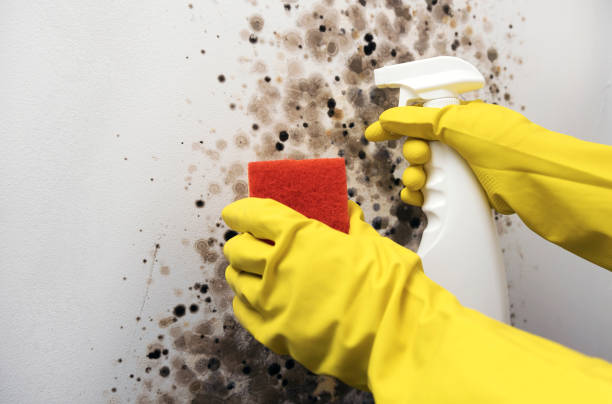 Best Fast Mold Removal  in Scotts Hill, TN