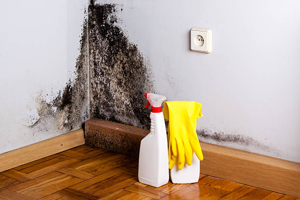 Best Home Mold Removal  in Scotts Hill, TN