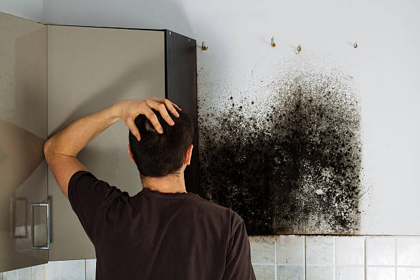 Best Black Mold Removal  in Scotts Hill, TN