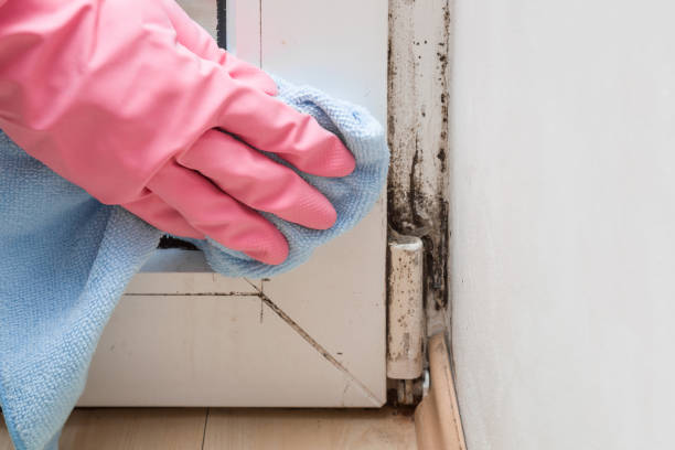 Crawl Space Mold Removal in Scotts Hill, TN