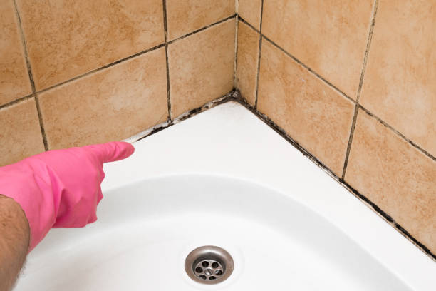 Best Office Mold Removal Services  in Scotts Hill, TN