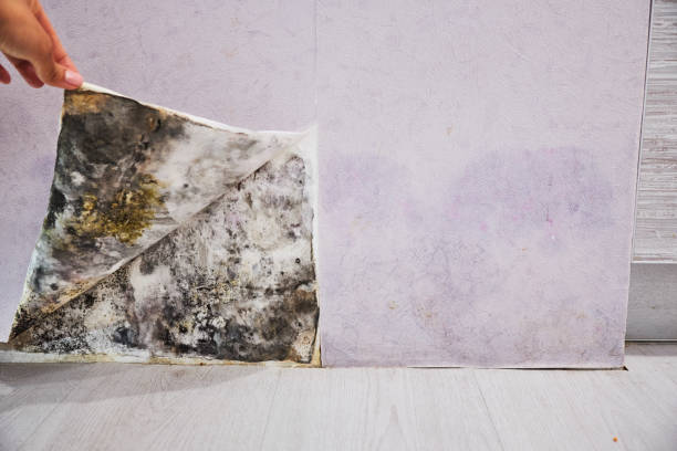 Reliable Scotts Hill, TN Mold Removal Solutions